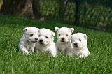 WESTIE 495